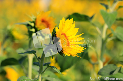 Image of Beautiful Sunflower Growing in Agricultural Field