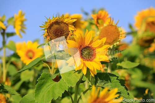 Image of Sunflowers in Agricultural Field