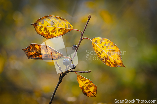 Image of Golden autumn leaves with a hint of dark berries captured in a s