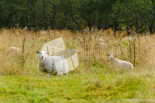 Image of Sheep grazing peacefully in a lush green pasture surrounded by t