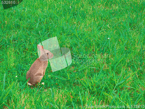 Image of Wild Jack Rabbit Bunny