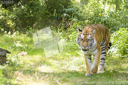 Image of Bengal Tiger