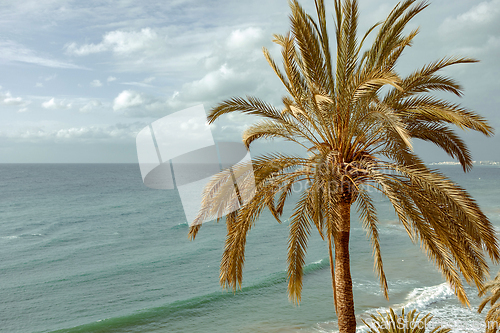 Image of close up of palm tree