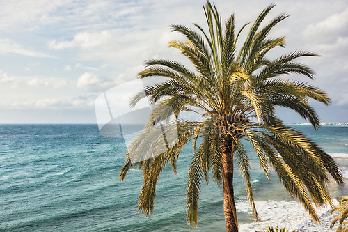 Image of close up of palm tree