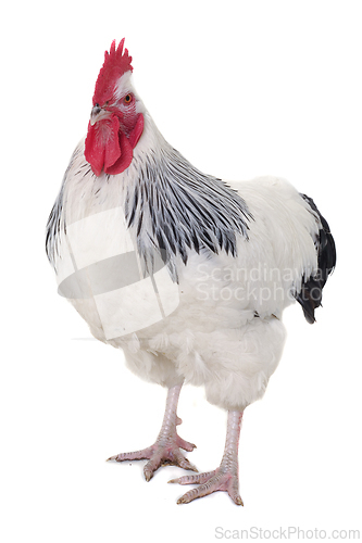 Image of Rooster on white background