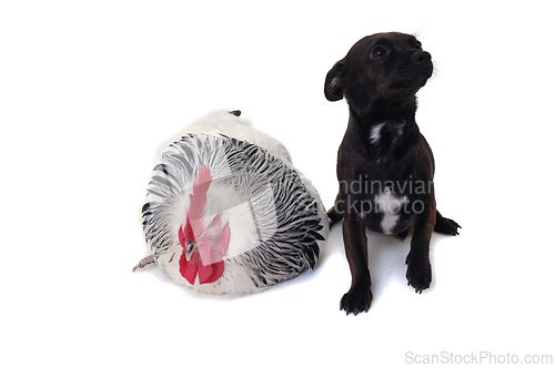 Image of Puppy dog and rooster