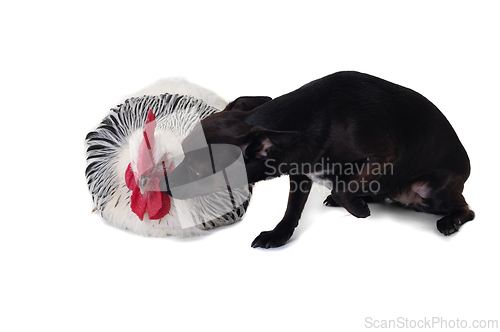 Image of Puppy dog and rooster