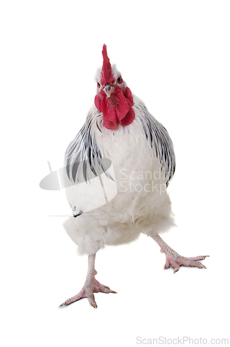Image of Rooster on white background