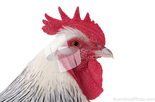 Image of Head of rooster on white background