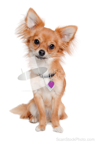 Image of chihuahua dog is sitting on a white background