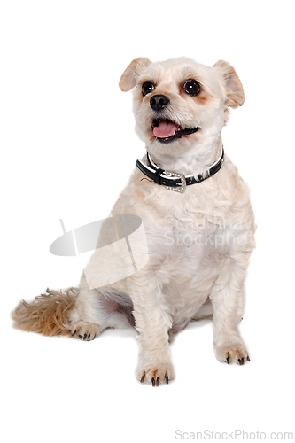Image of Happy terrier dog taken on a white background