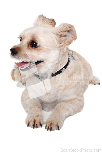 Image of Happy terrier dog resting, taken on a white background