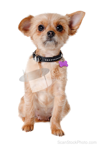 Image of Happy yorkshireterrier dog sitting, taken on a white background