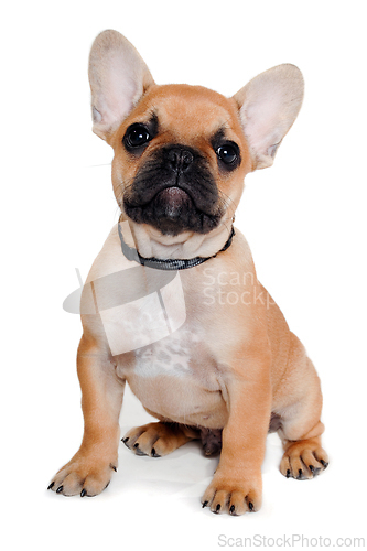 Image of Sad french puppy bulldog is sitting on at clean white background