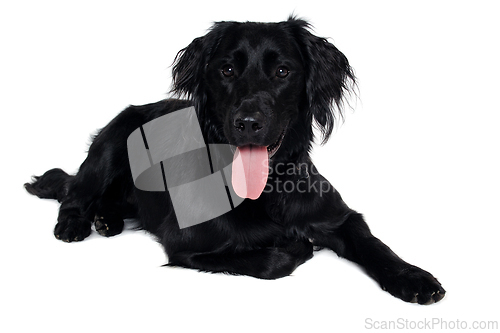 Image of Happy Flat-Coated Retriever dog taken on at clean white backgrou