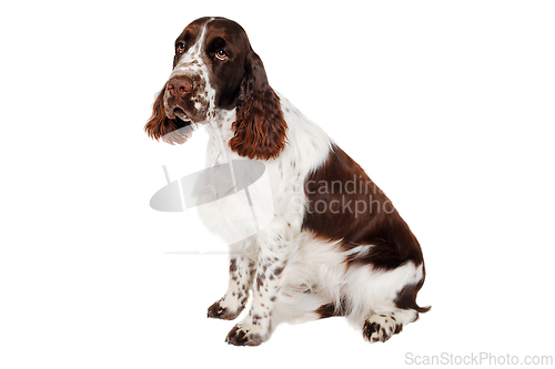 Image of Sad English Springer Spaniel dog taken on at clean white backgro
