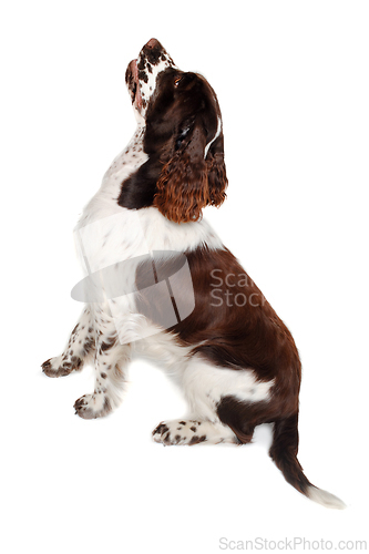 Image of Sad English Springer Spaniel dog taken on at clean white backgro