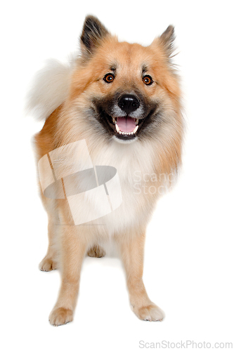Image of Happy Eurasier dog