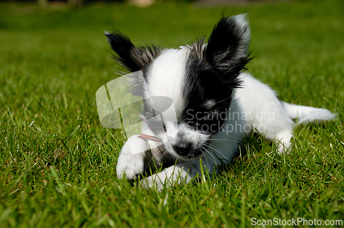 Image of Chihuahua dog on green grass