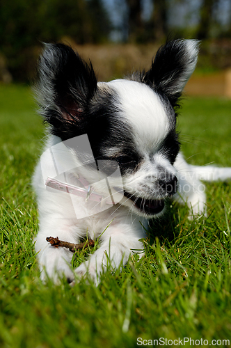 Image of Chihuahua dog on green grass