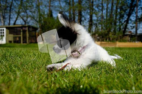 Image of Chihuahua dog on green grass