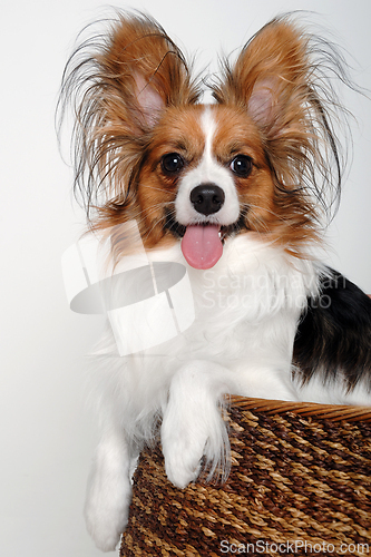 Image of Happy Papillon dog 