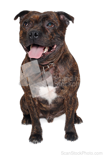Image of Staffordshire Bull Terrier dog 