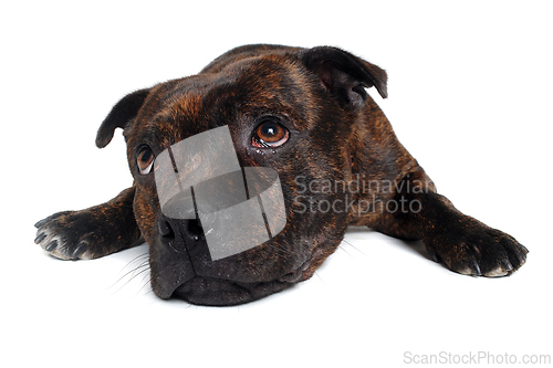 Image of Staffordshire Bull Terrier dog 