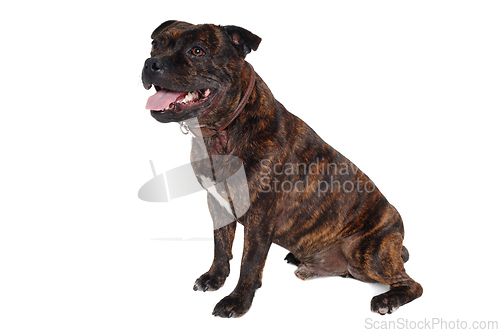 Image of Staffordshire Bull Terrier dog 