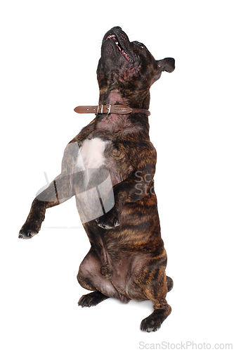 Image of Staffordshire Bull Terrier dog 