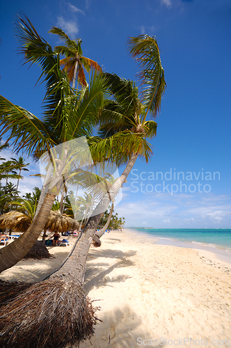 Image of Exotic beach with white sand and palms
