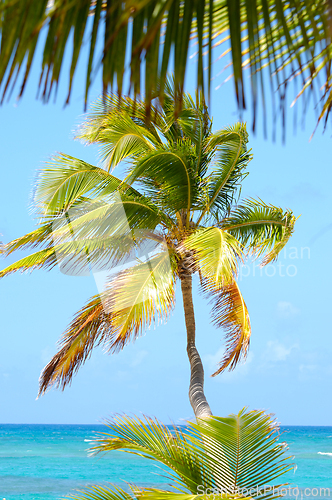 Image of Palm on exotic beach
