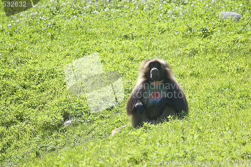 Image of Baboon