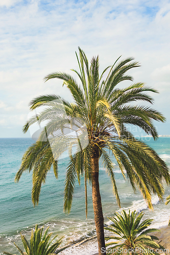 Image of close up of palm tree