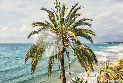 Image of close up of palm tree