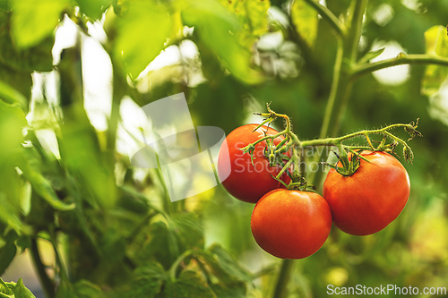 Image of Three red tomatoes
