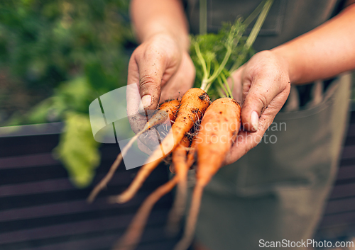 Image of Farmer is holding fresh picked organic carrots