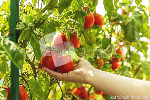 Image of Farmer holding a branch of organic tomatoes