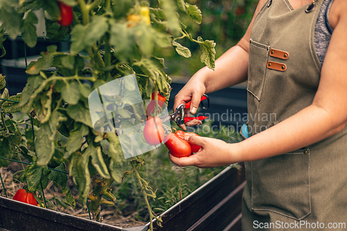 Image of Gardener is harvesting fresh, red tomatoes