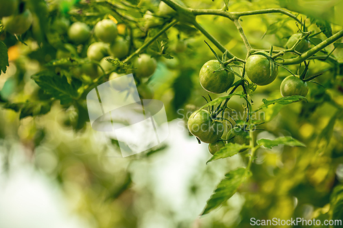 Image of Green tomatoes growing on the vine