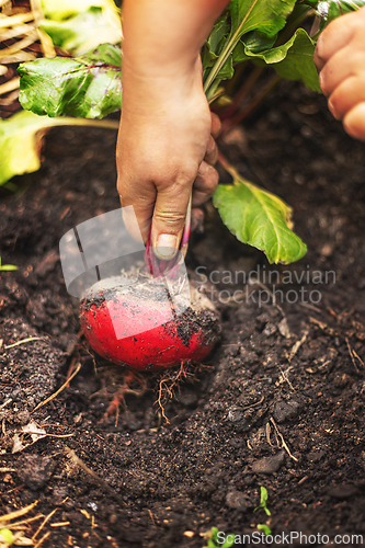 Image of Farmer harvesting fresh beetroot