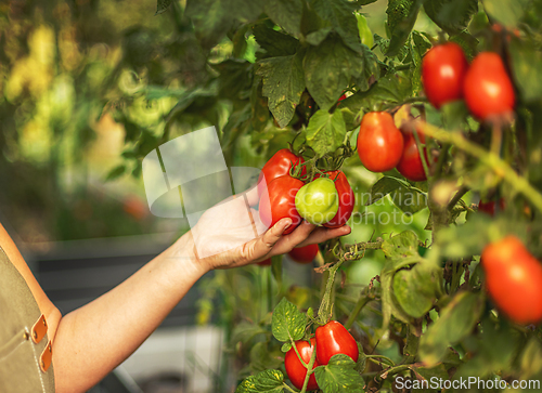 Image of Farmer is harvesting tomatoes