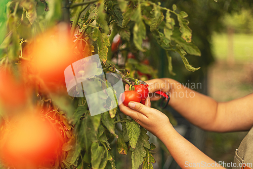 Image of Farmer is picking red tomatoes