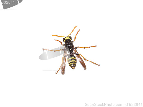 Image of Bee Isolated