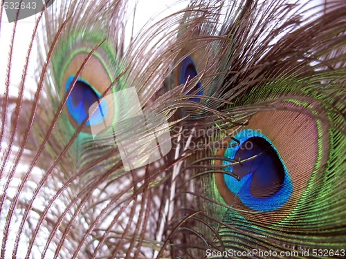 Image of peacock feathers