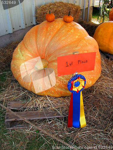 Image of gigantic pumpkin