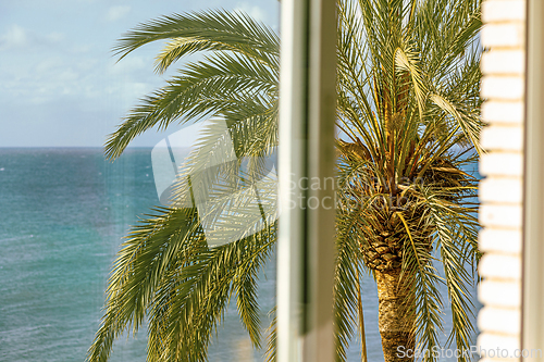 Image of palm behind the window