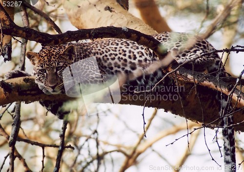 Image of Leopard lying in three.