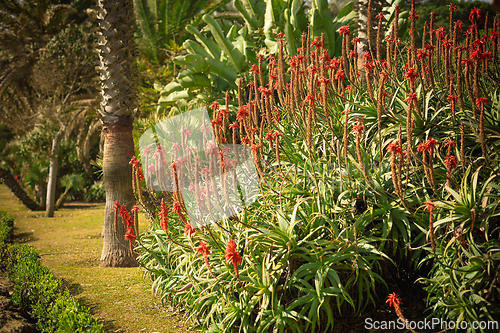 Image of beautiful promenade garden