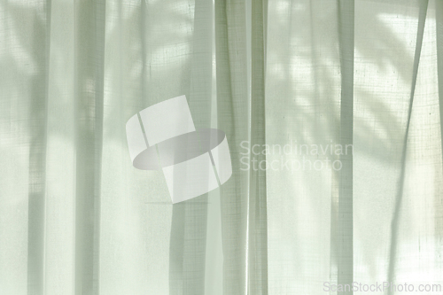 Image of palm tree silhouette through the curtains